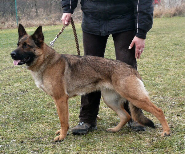 Original image from the archived Alpine K-9 Sold Dogs record