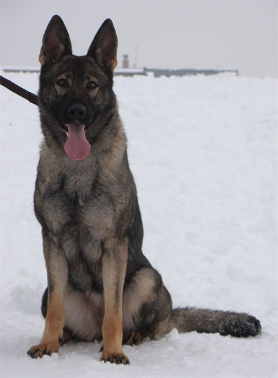 Original image from the archived KEIRA Duffmar record