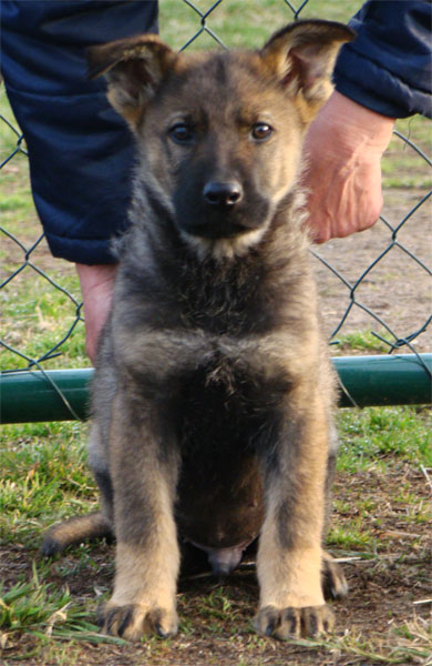 Original image from the archived BADY ze Svobodneho dvora x Kaja Jipo Me litter record