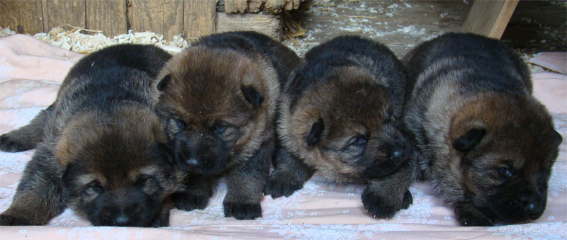 Original image from the archived Charik Galan Nalag x HENESEE Zimni romance litter record