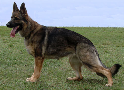 Original image from the archived CARLY Policia Slovakia x Lika z Jirkova dvora litter record