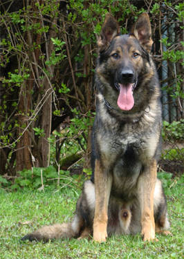 Original image from the archived German Shepherd Dogs - ART Anilorak record
