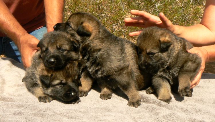 Original image from the archived German Shepherd Puppies -Chulo z Jirkova dvora x NISSA z Jirkova dvora record