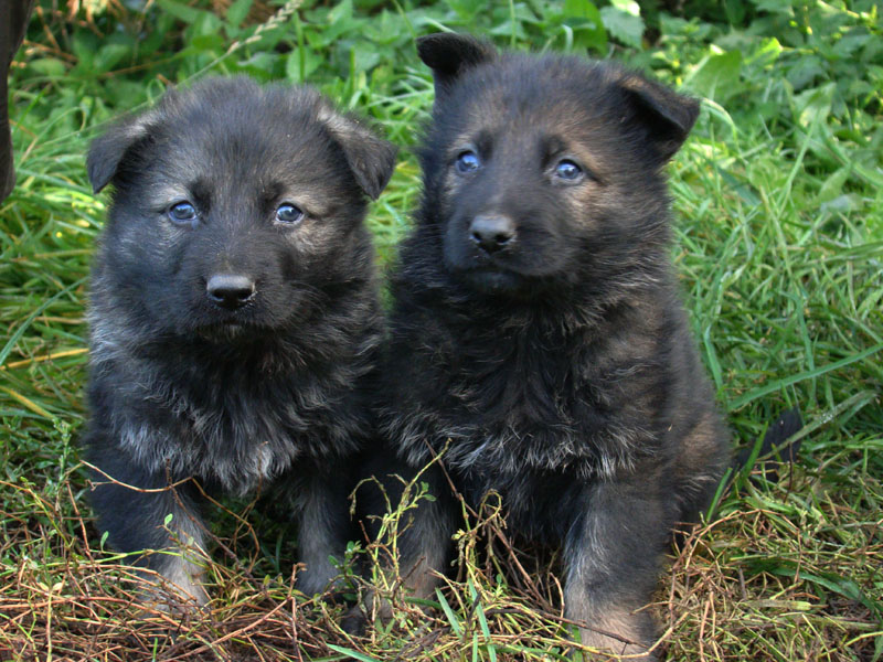 Original image from the archived Asok Jipo Me x Ikea Vlci udoli litter record