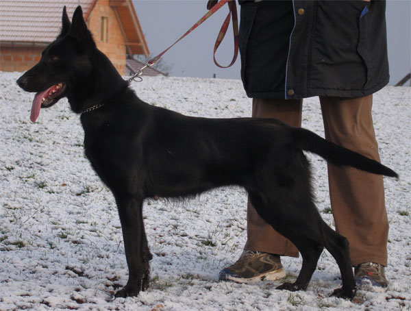 Original image from the archived Alpine K-9 Sold Dogs record