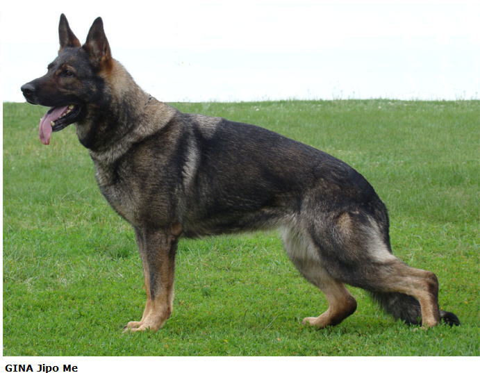 Original image from the archived SHARON Favory Cross x Gina Jipo Me litter record