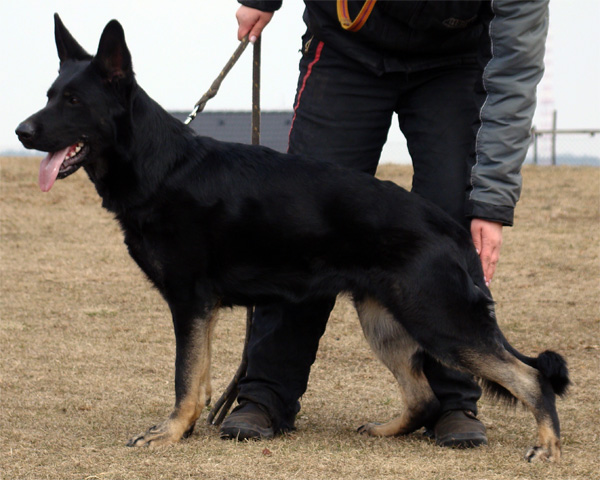 Original image from the archived Alpine K-9 Sold Dogs record