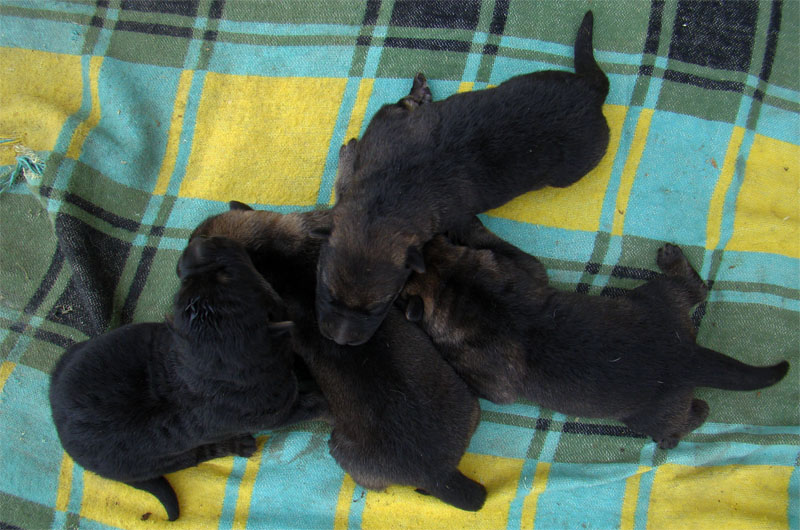 Original image from the archived German Shepherd Puppies - Zen z Jirkova dvora x NISSA z Jirkova dvora August 2011 record