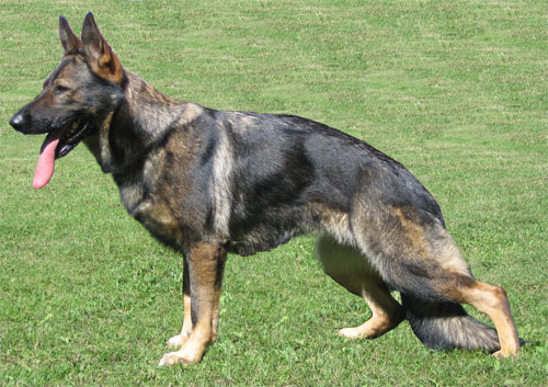 Original image from the archived Zen z Jirkova dvora x Cindy z Jirkova dvora litter record