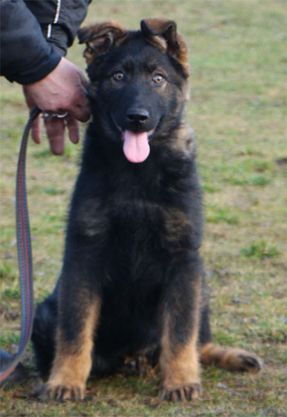 Original image from the archived CHARI z Esagilu x PALOMA od Roubenky litter record