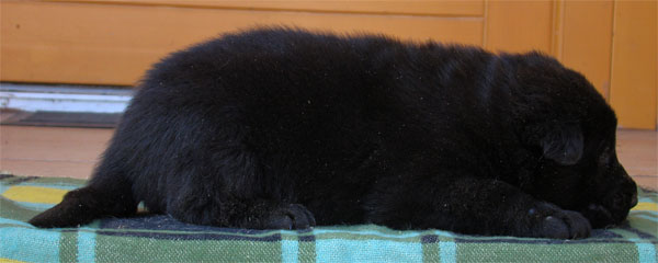 Original image from the archived Zen z Jirkova dvora x SHEILA Jipo Me litter record