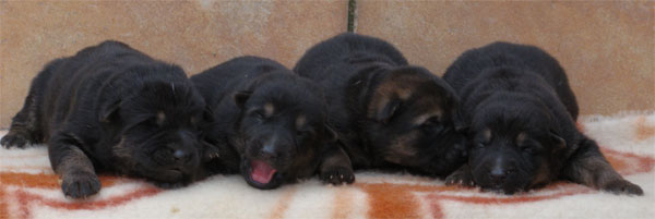 Original image from the archived Zen z Jirkova dvora x Manka z Jirkova dvora litter record