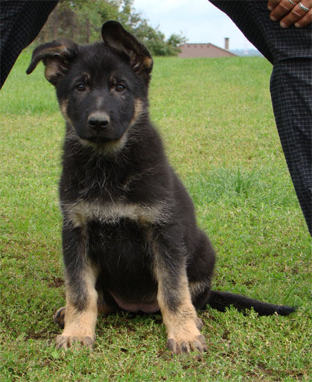 Original image from the archived OX z Jirkova dvora x CORA z Malebnych hvozdu litter record