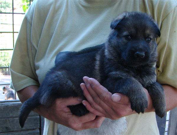 Original image from the archived CARLY Policia Slovakia x FIBI Policia Slovakia litter record