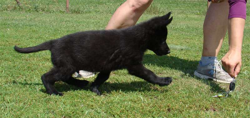 Original image from the archived SHARON Favory Cross x Kaja Jipo Me litter record