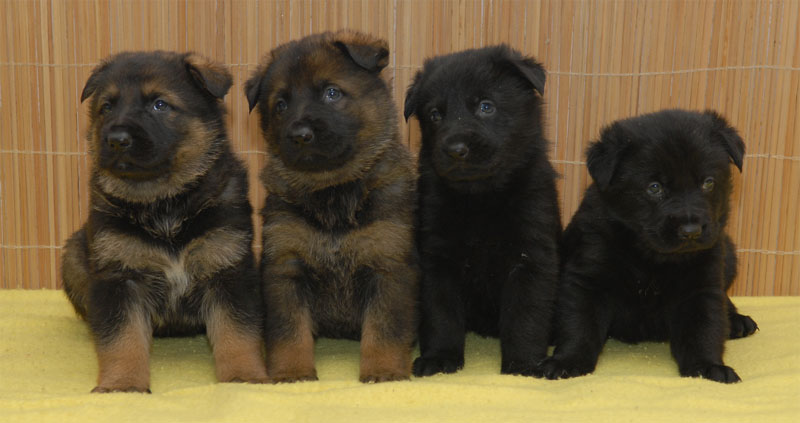 Original image from the archived German Shepherd Puppies - Zen z Jirkova dvora x USSY OD ROUBENKY record