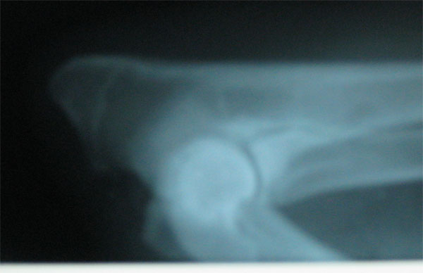 Original image from the archived no pedigree record