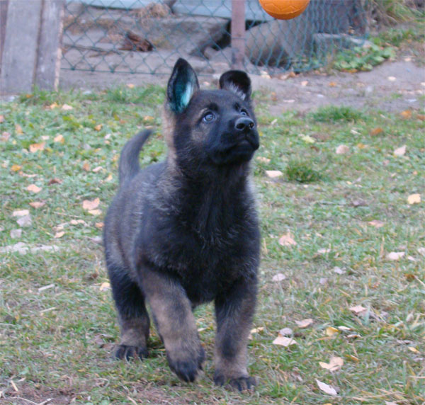 Original image from the archived CHARI z Esagilu x Vira Rivie litter record