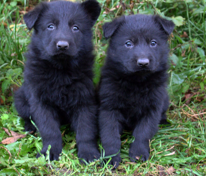 Original image from the archived Asok Jipo Me x Ikea Vlci udoli litter record