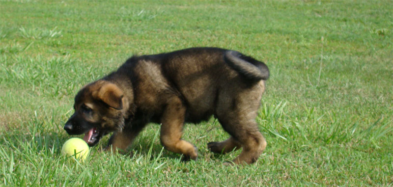 Original image from the archived German Shepherd Puppies - SONY z Vetrneho vrchu record