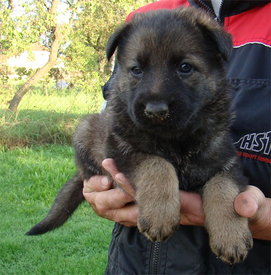 Original image from the archived JAGO Jipo Me x GAMA z Jirkova dvora litter record