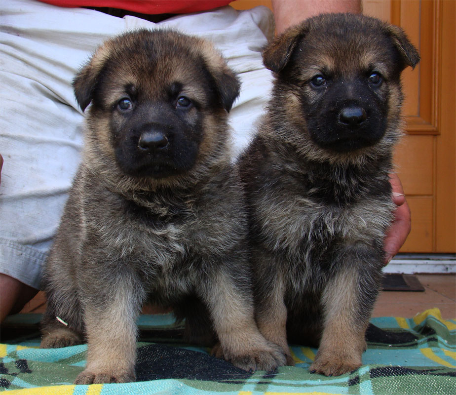 Original image from the archived German Shepherd Puppies - Zen z Jirkova dvora x NISSA z Jirkova dvora August 2011 record