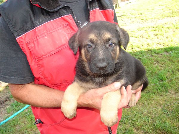 Original image from the archived German Shepherd Puppies - Zen z Jirkova dvora x WIKI od Roubenky - August 2012 record