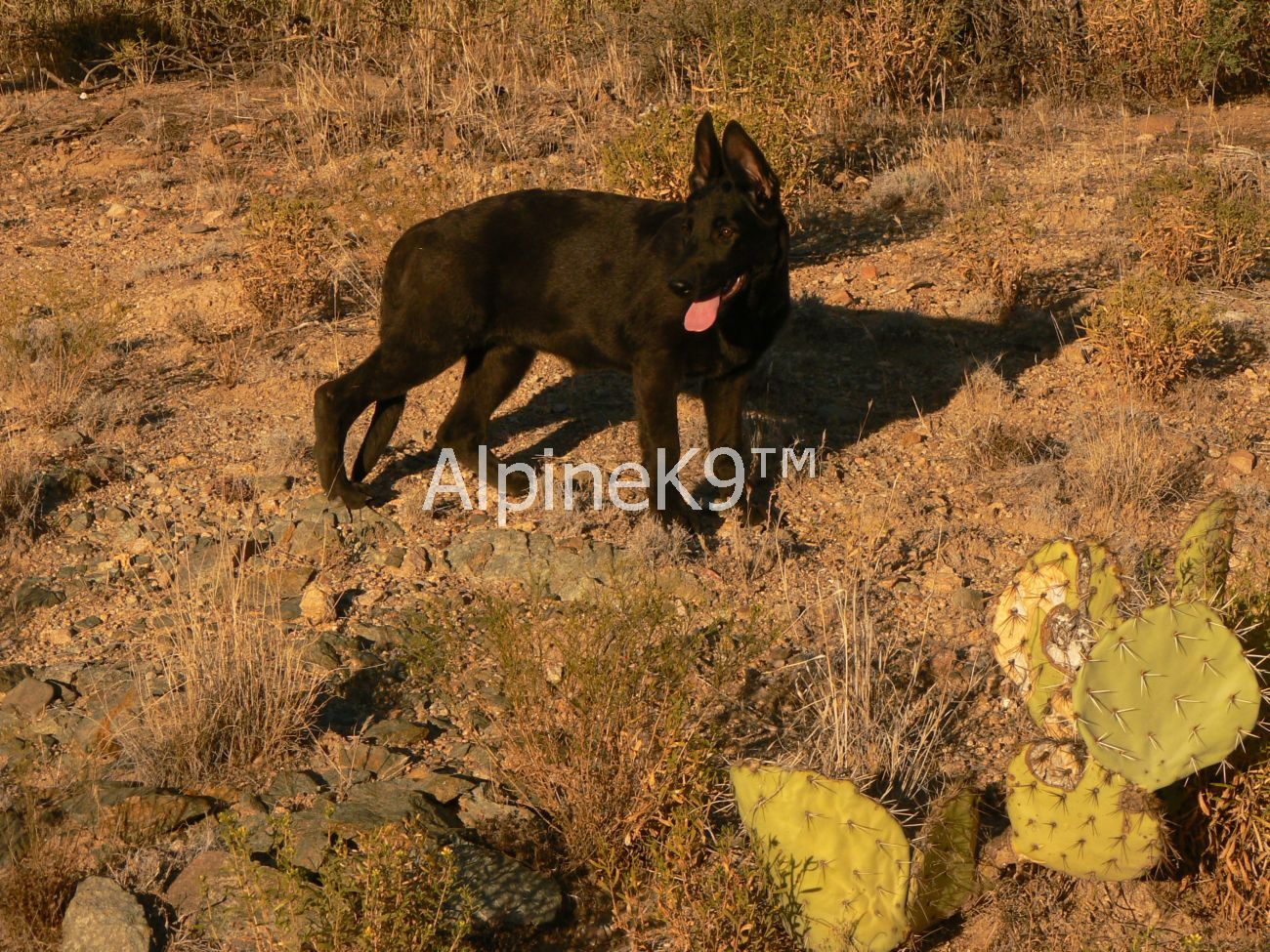 Original image from the archived s a solid black big female record