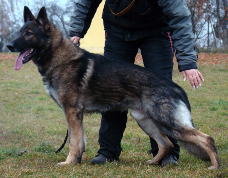 Original image from the archived German Shepherd Dogs - ART Anilorak record