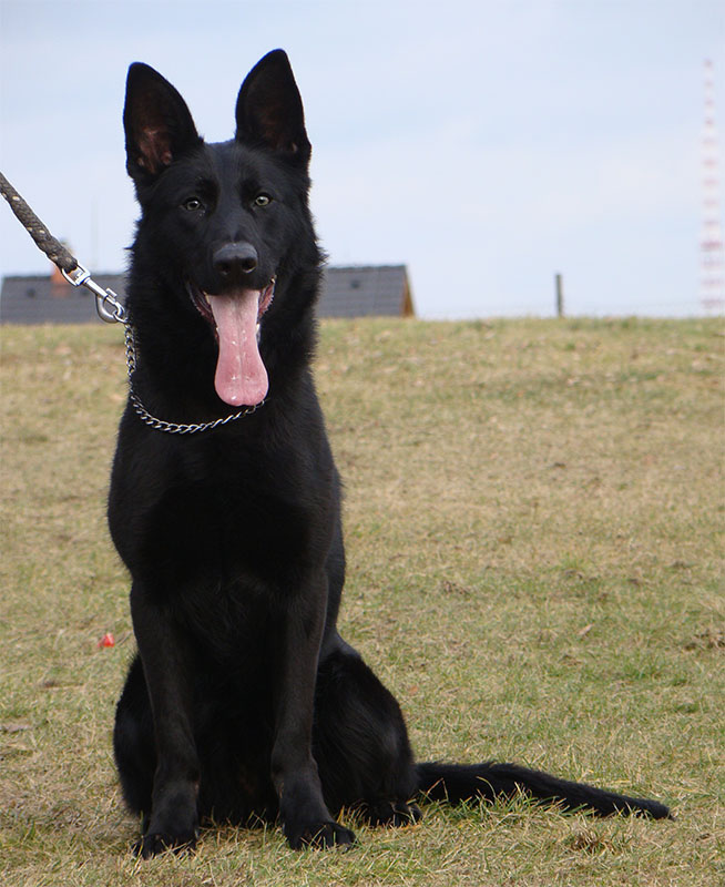 Original image from the archived FAKIRA Jivo call name KIRA record