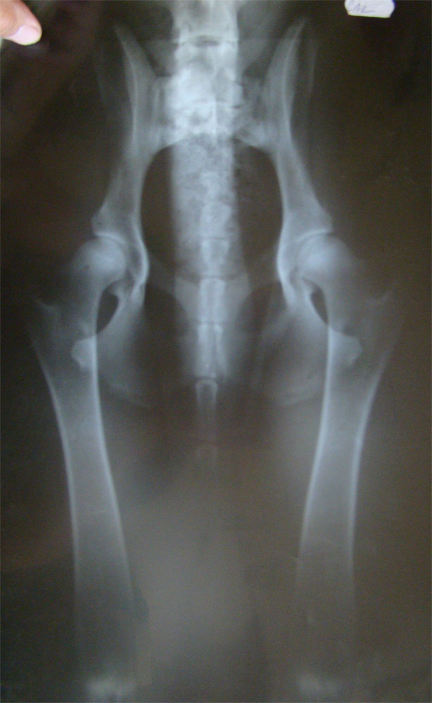 Original image from the archived CACK Daniel Bohemia record