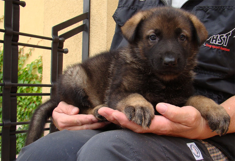 Original image from the archived Kery Kamos Durabo x MASA Jipo Me litter record