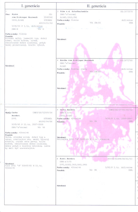 Original image from the archived AMBRA Bomina record
