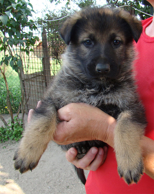 Original image from the archived CARLY Policia Slovakia x Lika z Jirkova dvora litter record