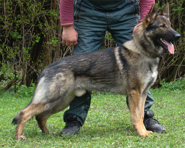 Original image from the archived German Shepherd Dogs - ART Anilorak record