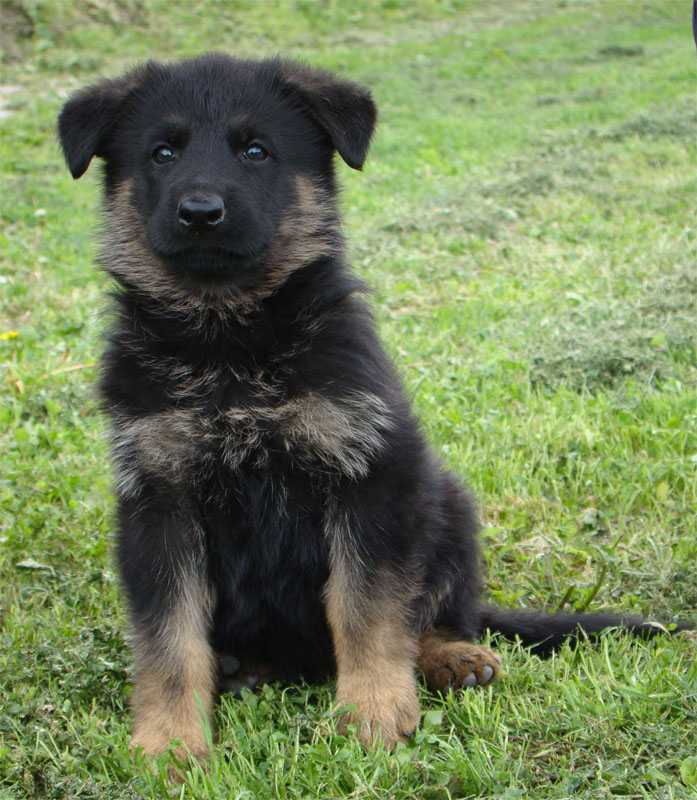 Original image from the archived DASK z Jirkova dvora x CHITA z Jirkova dvora litter record