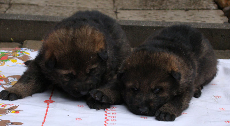Original image from the archived German Shepherd Puppies - Kery Kamos Durabo x GINA Jipo Me record