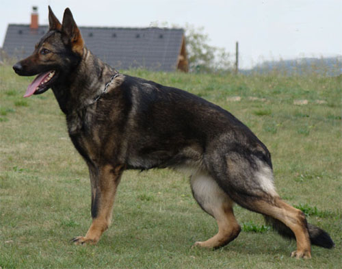 Original image from the archived CARLY Policia Slovakia x FIBI Policia Slovakia litter record