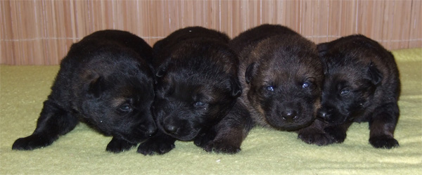 Original image from the archived CHARI z Esagilu x PALOMA od Roubenky litter record