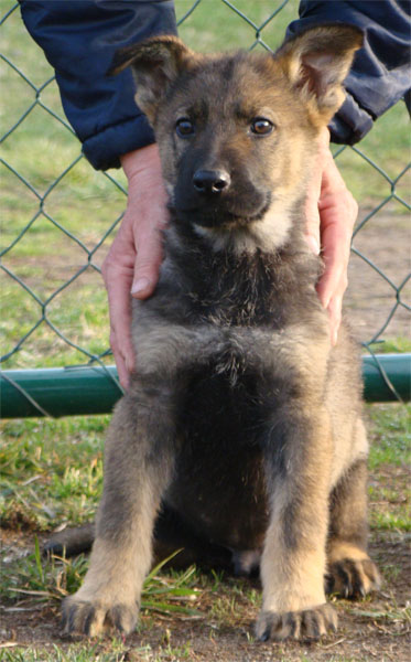 Original image from the archived BADY ze Svobodneho dvora x Kaja Jipo Me litter record