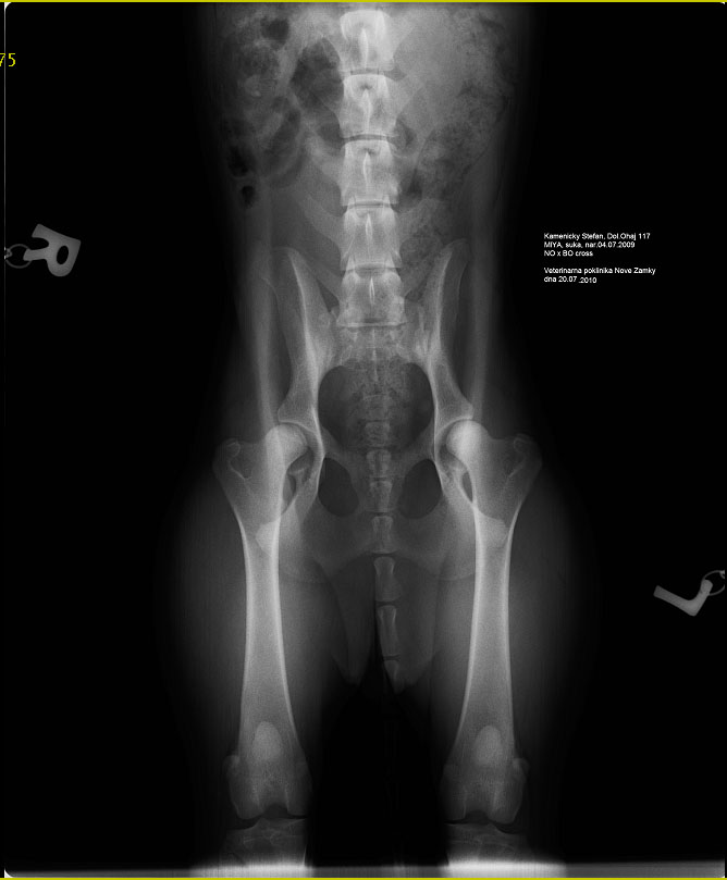 Original image from the archived no pedigree record