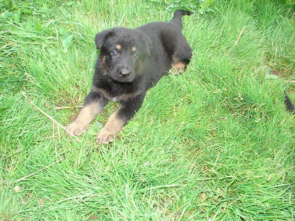 Original image from the archived German Shepherd Puppies - Zen z Jirkova dvora x WIKI od Roubenky - August 2012 record