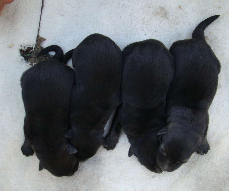 Original image from the archived URF z Jirkova dvora x PARA z Jirkova dvora litter record