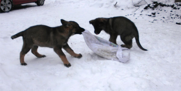 Original image from the archived Bady ze Svobodneho dvora x MATYLDA od Hradu Lipky litter record