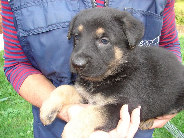 Original image from the archived German Shepherd Puppies - Zen z Jirkova dvora x WIKI od Roubenky - August 2012 record