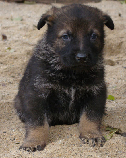 Original image from the archived Zen z Jirkova dvora x Manka z Jirkova dvora litter record