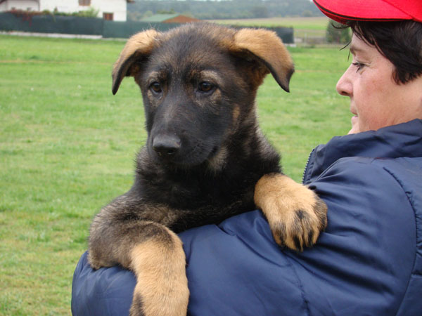 Original image from the archived JAGO Jipo Me x GAMA z Jirkova dvora litter record
