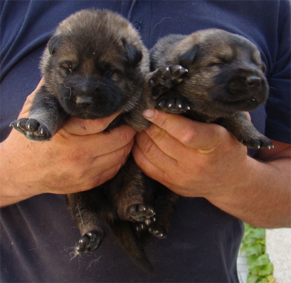 Original image from the archived CARLY Policia Slovakia x FIBI Policia Slovakia litter record