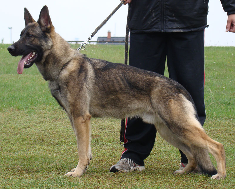 Original image from the archived Alpine K9 - DEXTR Srdce perly Bohemie record