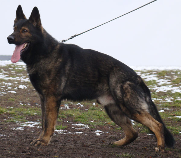 Original image from the archived Alpine K-9 Sold Dogs record